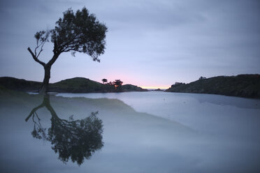 Spanien, Cadaques, Costa Brava, Wasserspiegelung eines Baumes in der Morgendämmerung - DSGF01818