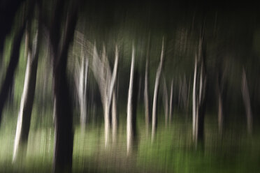 Blurred forest - DSGF01820