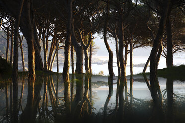 Spanien, Cala S'Alguer, Costa Brava, sich im Wasser spiegelnde Bäume in der Abenddämmerung - DSGF01821