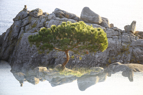 Spanien, Cala S'Alguer, Costa Brava, einzelne Pinie vor einem Felsen, lizenzfreies Stockfoto