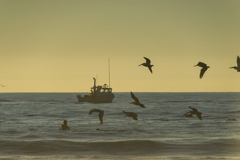 USA, Kalifornien, Del Mar, Fischerboot am Abend, fliegende Vögel im Vordergrund - RUNF01128