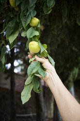 Italien, Sizilien, Aprikosen an einem Baum, unreif - MAMF00388