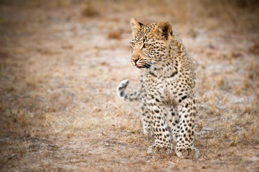 Ein Leopardenjunges, Panthera pardus, steht im kurzen Gras und schaut weg, braun-gelbe Augen - MINF10385