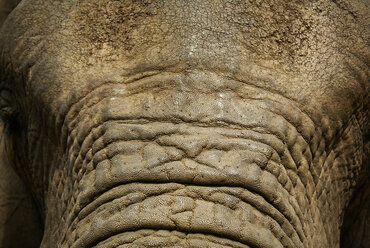 A close up of the skin of the forehead of an elephant, Loxodonta africana - MINF10389