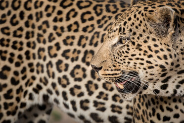 Leopardenkopf, Panthera pardus, über die Schulter blickend, geöffnetes Maul, Rosetten auf dem Fell, weiße Schnurrhaare - MINF10390