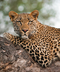 Oberkörper eines Leoparden, Panthera pardus, auf einem Ast liegend, wachsam, grüngelbe Augen - MINF10392