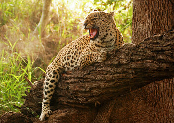 Ein Leopard, Panthera pardus, umarmt einen umgestürzten Ast, knurrt und schaut weg, offenes Maul, Sonnenlicht und Grün im Hintergrund - MINF10393