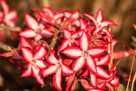 Die Blüten der Impalalilie, Adenium multiflorum, im Sonnenlicht, lizenzfreies Stockfoto