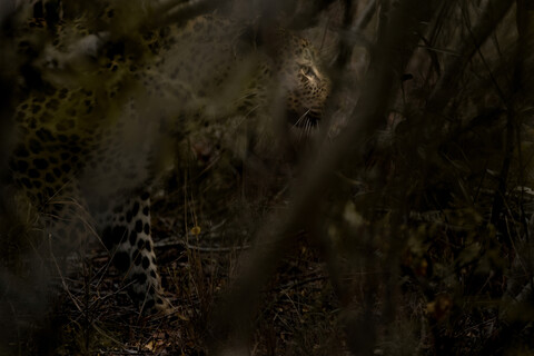 Ein Leopard, Panthera pardus, läuft durch den Busch, schaut weg, Sonnenlicht auf dem Auge, Äste im Vordergrund, lizenzfreies Stockfoto