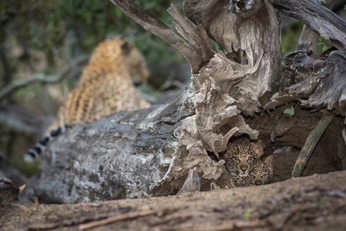 Zwei Leopardenjunge, Panthera pardus, wachsam, liegen in der Höhle eines abgestorbenen Baumes, die Leopardenmutter liegt im Hintergrund - MINF10397