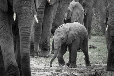 Ein Elefantenkalb, Loxodonta africana, läuft zwischen anderen erwachsenen Elefanten umher und schaut weg, das Vorderbein angehoben - MINF10400