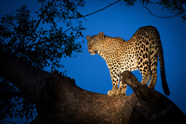 Ein Leopard, Panthera pardus, steht in der Dämmerung auf einem Ast und schaut über seine Schulter hinweg, beleuchtet von einem Scheinwerfer - MINF10401