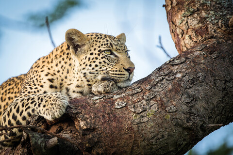 Der Kopf und die Vorderpfoten eines Leoparden, Panthera pardus, liegen auf einem Ast, er stützt sich auf die Vorderpfoten und schaut weg, lizenzfreies Stockfoto