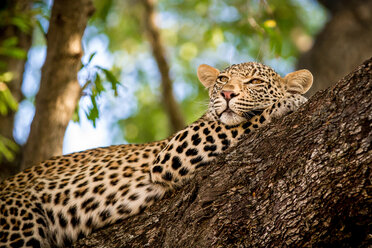 Ein Leopard, Panthera pardus, liegt in einem Baum, den Kopf auf das Vorderbein gestützt, und schaut weg, im Hintergrund Grünzeug - MINF10406