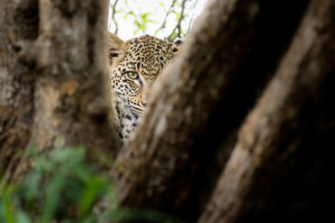 Der Kopf eines Leoparden, Panthera pardus, direkter Blick zwischen zwei Ästen, ein Auge - MINF10407