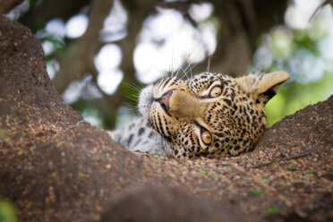 Der Kopf eines Leopardenjungen, Panthera pardus, liegt im Sand, den Kopf geneigt, wachsam, braungelbe Augen - MINF10408