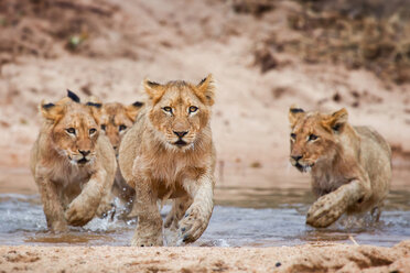 Löwenjunge, Panthera leo, liegt auf einem Felsbrocken, läuft durch seichtes Wasser, direkter Blick - MINF10409
