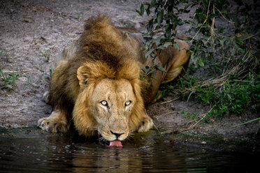 Ein männlicher Löwe, Panthera leo, legt sich hin, trinkt Wasser, leckt mit der Zunge, schaut weg, gelbe Augen - MINF10411