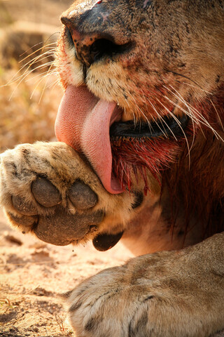 Nahaufnahme von Maul und Pfote eines Löwen, Panthera leo, verbundene Pfote, erhobener Fuß, blutige Schnauze, Zungenstacheln sichtbar, lizenzfreies Stockfoto
