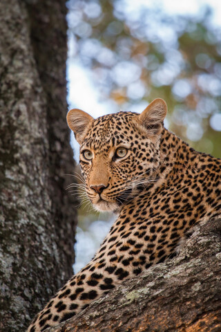 Der Kopf eines Leoparden, Panthera pardus, liegt in einem Baum und schaut weg, lizenzfreies Stockfoto