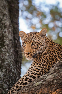 Der Kopf eines Leoparden, Panthera pardus, liegt in einem Baum und schaut weg - MINF10413