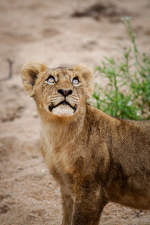 Ein Löwenjunges, Panthera leo, steht im Sand und schaut mit glänzenden Augen aus dem Bild heraus - MINF10414