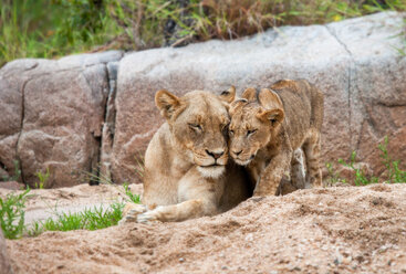 Ein Löwenjunges, Panthera leo, steht neben seiner Mutter, die mit geschlossenen Augen im Sand liegt, und berührt die Köpfe, im Hintergrund ein Felsen - MINF10415