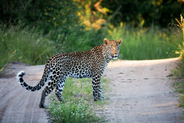 Ein Leopard, Panthera pardus, steht auf einer Sandstraße, wachsam, Schwanz eingerollt, Gesicht im Sonnenlicht, grüner Hintergrund - MINF10416