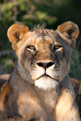 Der Kopf einer Löwin, Panthera leo, liegend, wachsam, Ohren nach vorne gerichtet - MINF10417