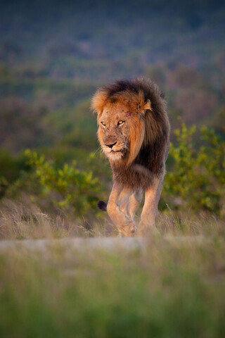 Ein männlicher Löwe, Panthera leo, steht auf grünem Gras, hebt sein Vorderbein und schaut weg, lizenzfreies Stockfoto