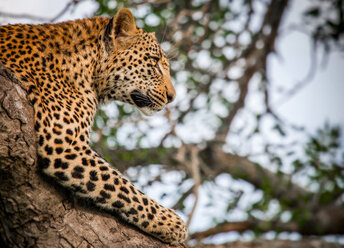 Kopf und Vorderbein eines Leoparden, Panthera pardus, in einem Baum liegend, Kopf nach oben, wegschauend - MINF10420