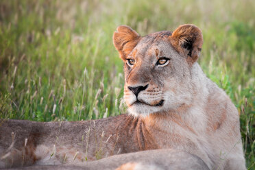 Der Oberkörper einer Löwin, Panthera leo, die im grünen Gras liegt und wegschaut - MINF10421