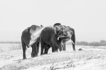 Drei Elefanten, Loxodonta africana, stehen auf einer Sandbank, nasse Haut, spritzen Sand mit dem Rüssel in die Luft, in schwarz-weiß - MINF10426