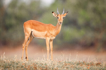 Männlicher Impala, Aepyceros melampus, stehend auf kurzem Gras, direkter Blick - MINF10427