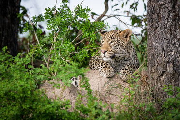 Der Kopf und die Vorderpfoten eines Leoparden, Panthera pardus, ruhen auf einem Termitenhügel, er schaut aus dem Bild heraus, die Ohren nach hinten gerichtet, im Vordergrund Grünzeug - MINF10429