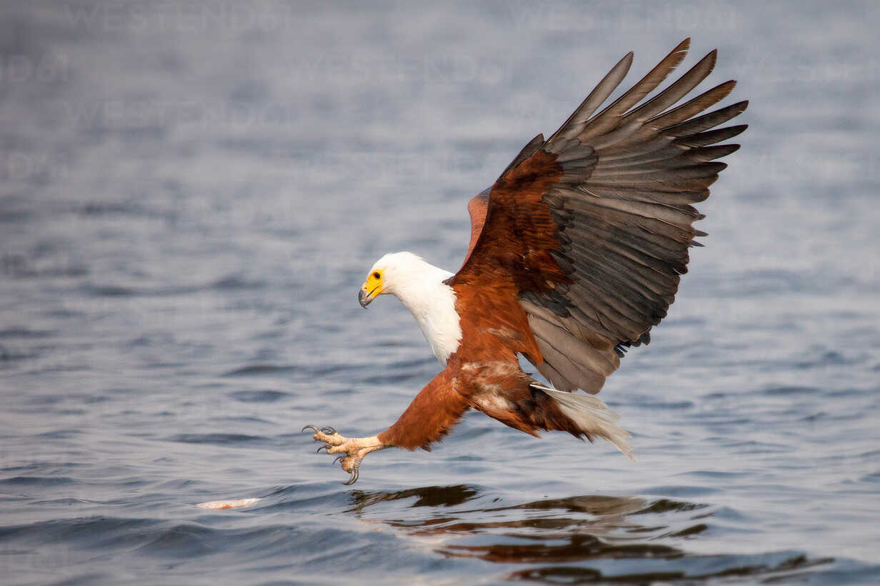 https://us.images.westend61.de/0001136103pw/an-african-fish-eagle-haliaeetus-vocifer-flies-down-towards-water-talons-out-about-to-catch-a-fish-wings-spread-looking-away-MINF10430.jpg