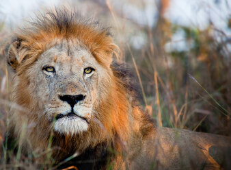 Der Kopf eines männlichen Löwen, Panthera leo, wachsam, liegend - MINF10432