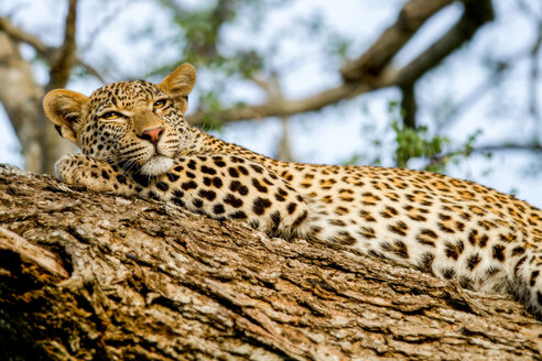 Ein Leopard, Panthera pardus, liegt auf einem Baum, den Kopf auf ein Bein gestützt, wachsam, gelbe Augen - MINF10434