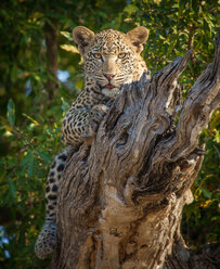 Ein Leopard, Panthera pardus, liegt auf einem toten Ast, die Beine um einen Baumstamm geschlungen, wachsam, die Zunge herausgestreckt - MINF10436