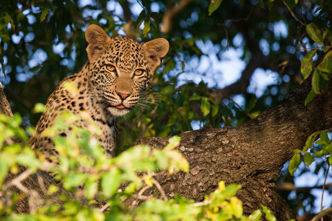 Der Kopf eines Leopardenjungen, Panthera pardus, sitzt in einem Baum, wachsam, mit herausgestreckter Zunge, Blätter im Vordergrund, lizenzfreies Stockfoto