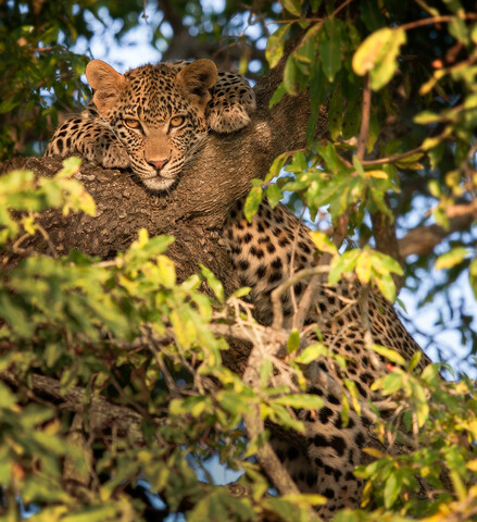 Ein Leopard, Panthera pardus, liegt in einem Baum, Vorderpfoten flankieren den Kopf, wachsam, Blätter im Vordergrund, lizenzfreies Stockfoto
