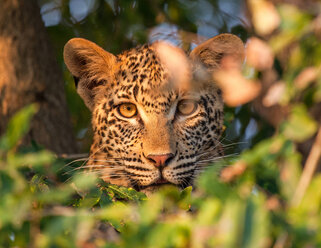 Der Kopf eines Leoparden, Panthera pardus, schaut aufmerksam durch die Blätter - MINF10439