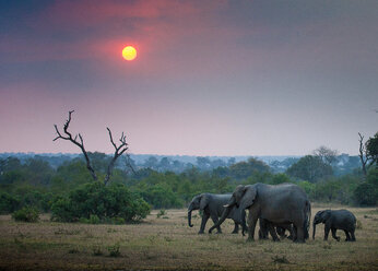 Eine Elefantenherde, Loxodonta africana, läuft durch eine offene Lichtung, Bäume und Büsche im Hintergrund, die Sonne geht unter - MINF10440