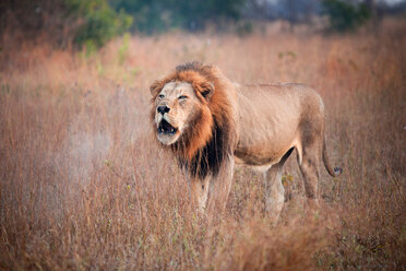 Ein männlicher Löwe, Panthera leo, steht im braunen Gras, öffnet das Maul, brüllt, Dampf kommt aus dem Maul - MINF10442