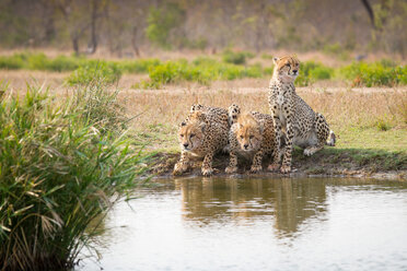 Drei Geparden, Acinonyx jubatus, stehen und kauern an einer Wasserstelle und schauen weg - MINF10444