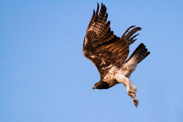 Kampfadler, Polemaetus bellicosus, flacher Blick im Gegenlicht, Unterseite und Beine weiß, Flügel ausgebreitet, blauer Himmel im Hintergrund - MINF10445