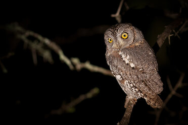 A scops owl, Otus scops, at night, perched on branch, alert, yellow eyes - MINF10451