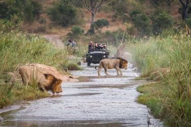 Zwei männliche Löwen, Panthera leo, gehen über einen flachen Fluss, einer kauert und trinkt Wasser, im Hintergrund zwei Wildtransporter mit Menschen - MINF10452