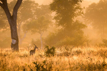 Ein männlicher Impala, Aepyceros melampus, steht im Gegenlicht im hohen, sonnenbeschienenen Gras, mit dem Rücken zur Kamera, und schaut weg, Bäume im Hintergrund - MINF10458