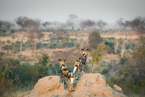 Zwei Wildhunde, Lycaon pictus, stehen mit dem Rücken zur Kamera auf einem Termitenhügel und schauen weg, im Hintergrund Landschaft, Gras und Bäume - MINF10461